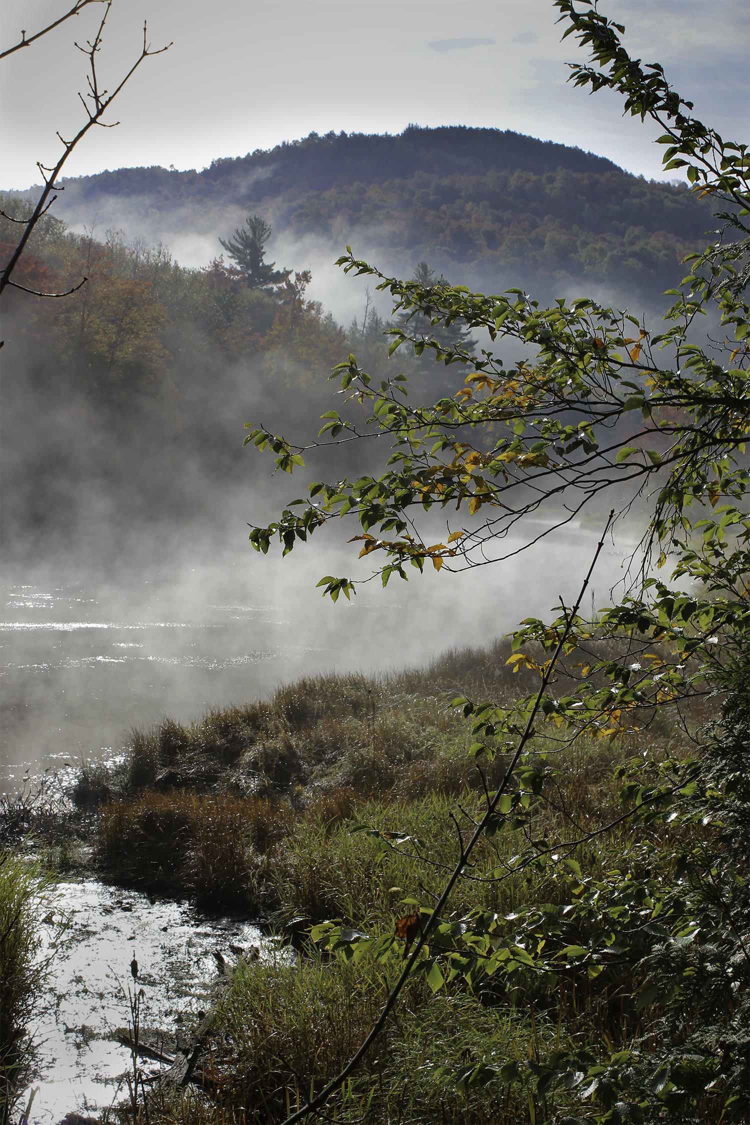 Misty Morning, Fall 2014