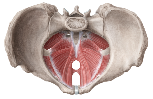 The female pelvic floor
