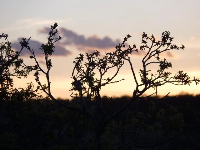 mtn_dusk.jpg