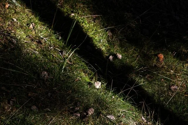 mtn_grass.jpg
