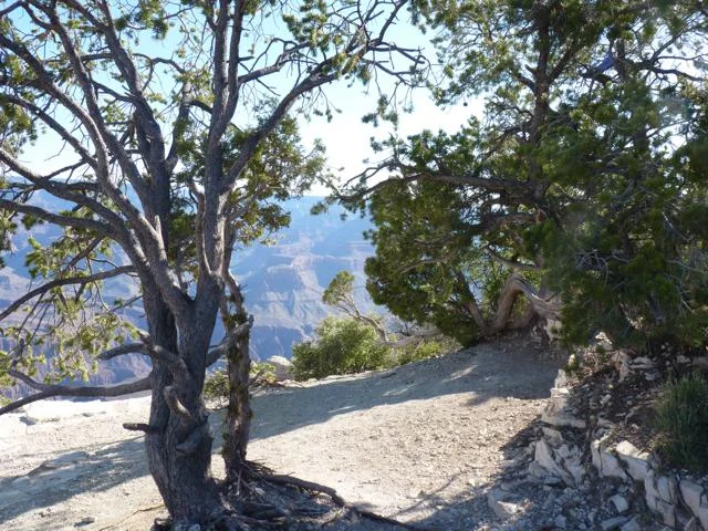 mtn_trees.jpg