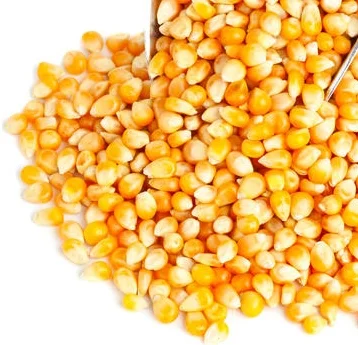 Non-GMO Corn