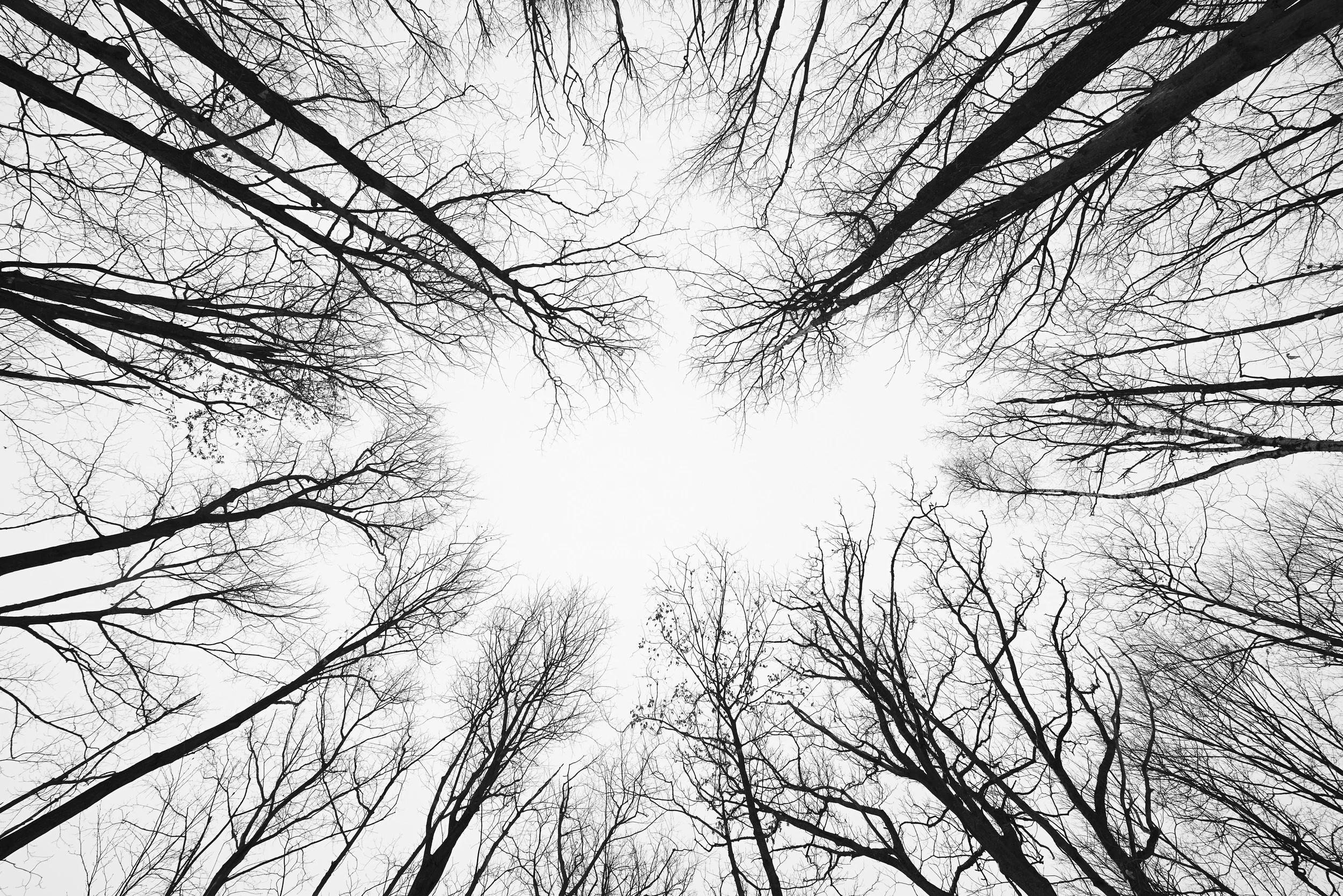 winter forest, trees