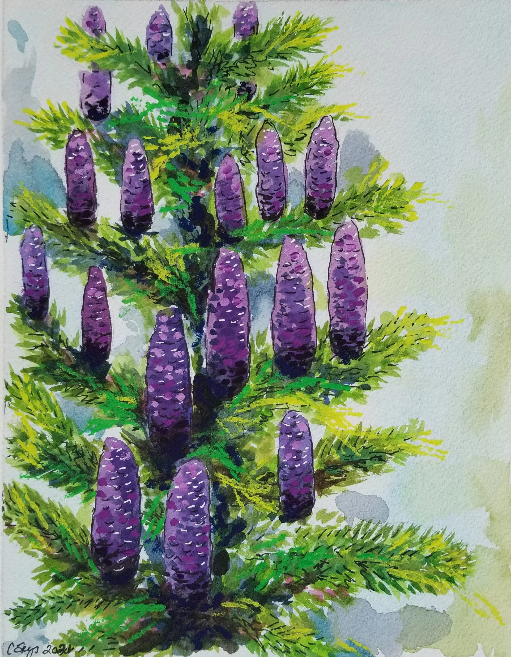 Spring 2021-korean pine tree.jpg