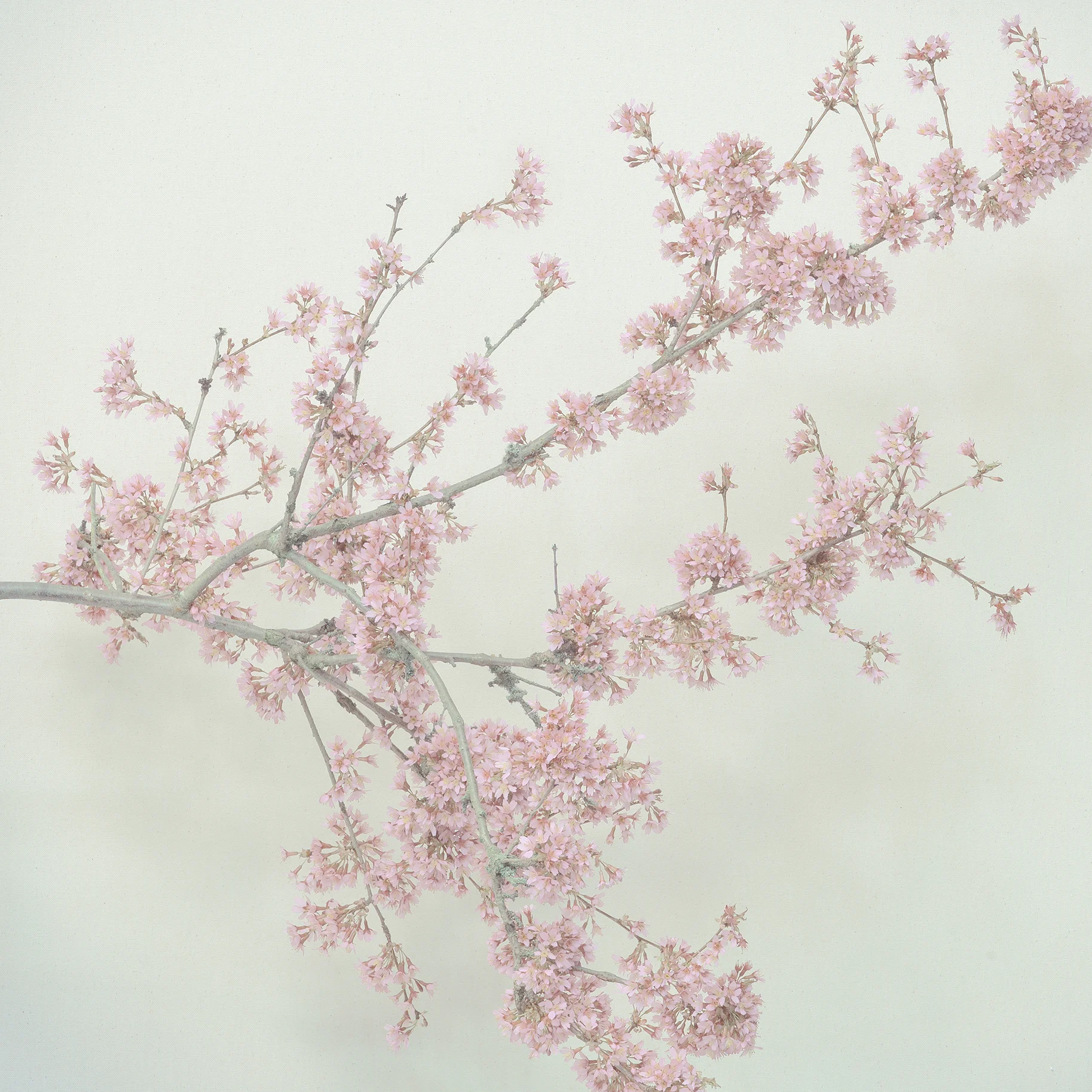 pink-blossom-1.jpg