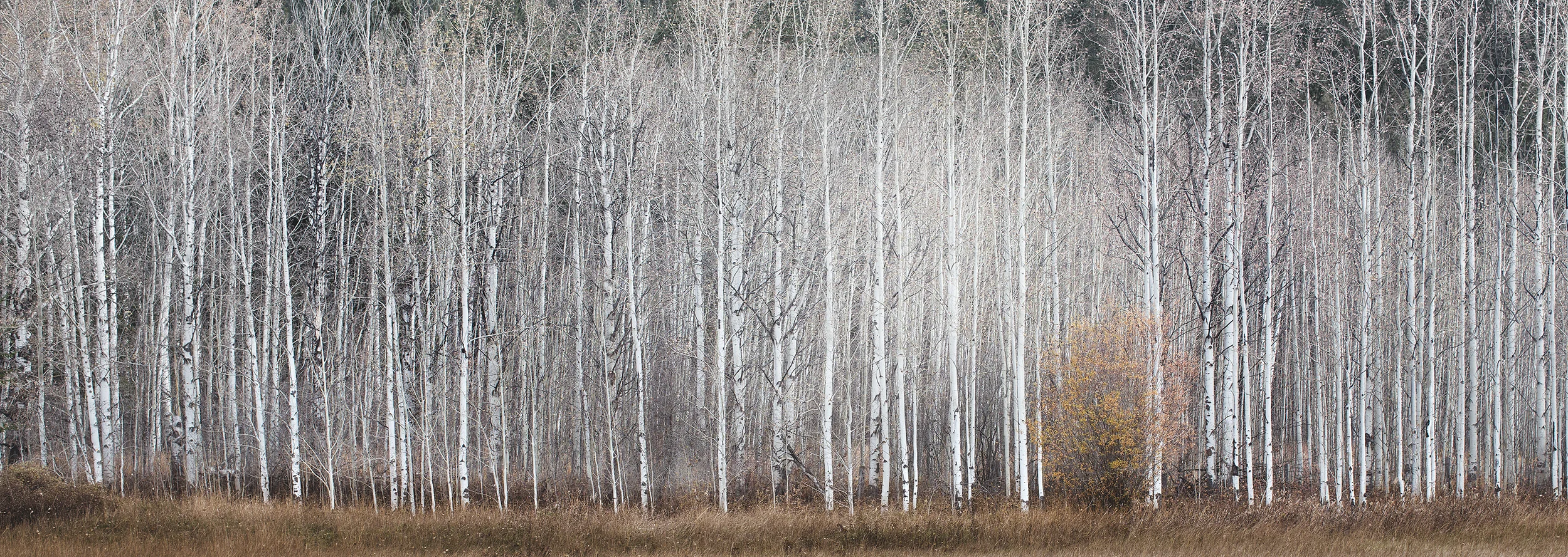 birch-trees-v2.jpg
