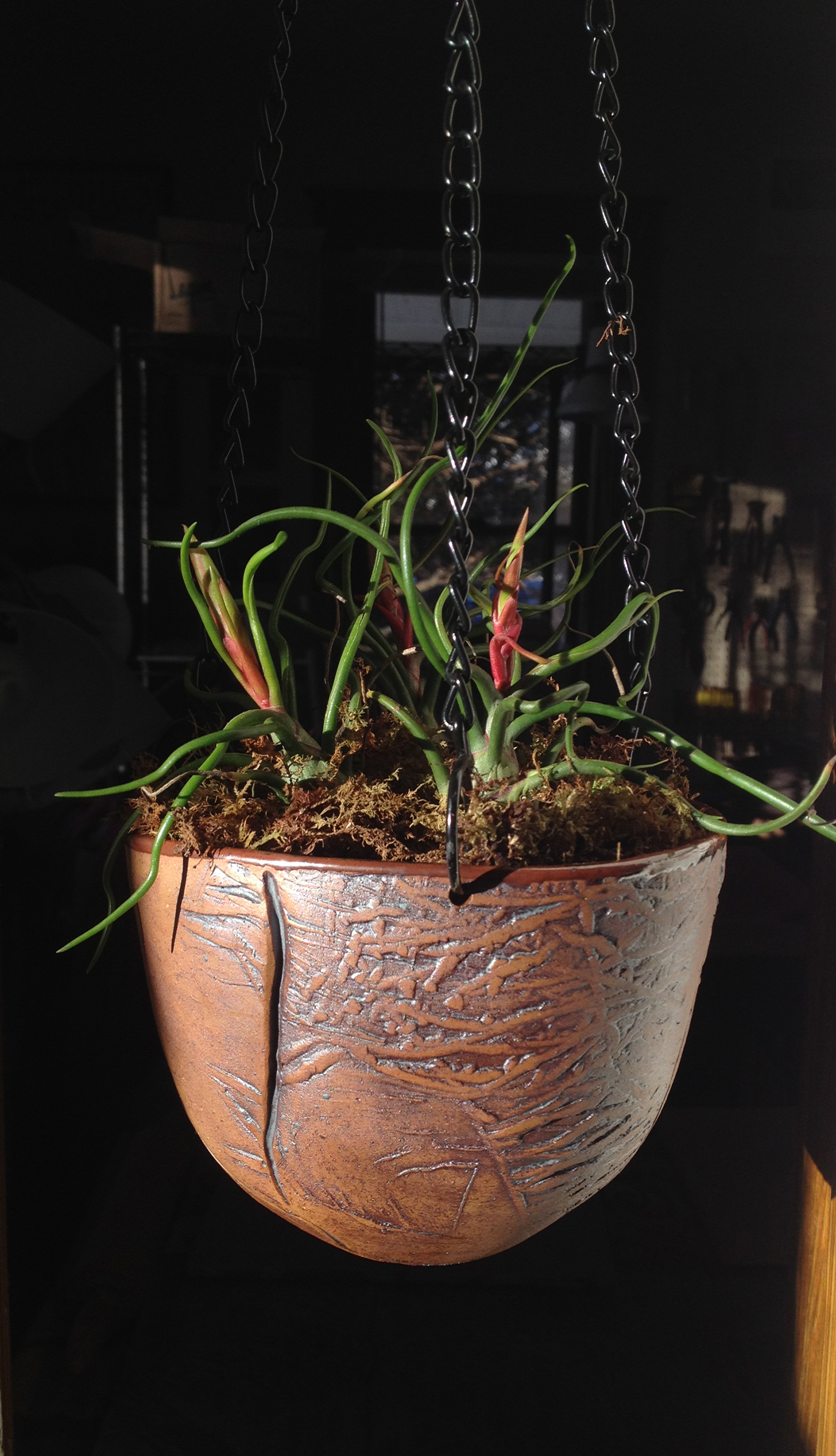 Hanging Vessel with Air Plant and Moss