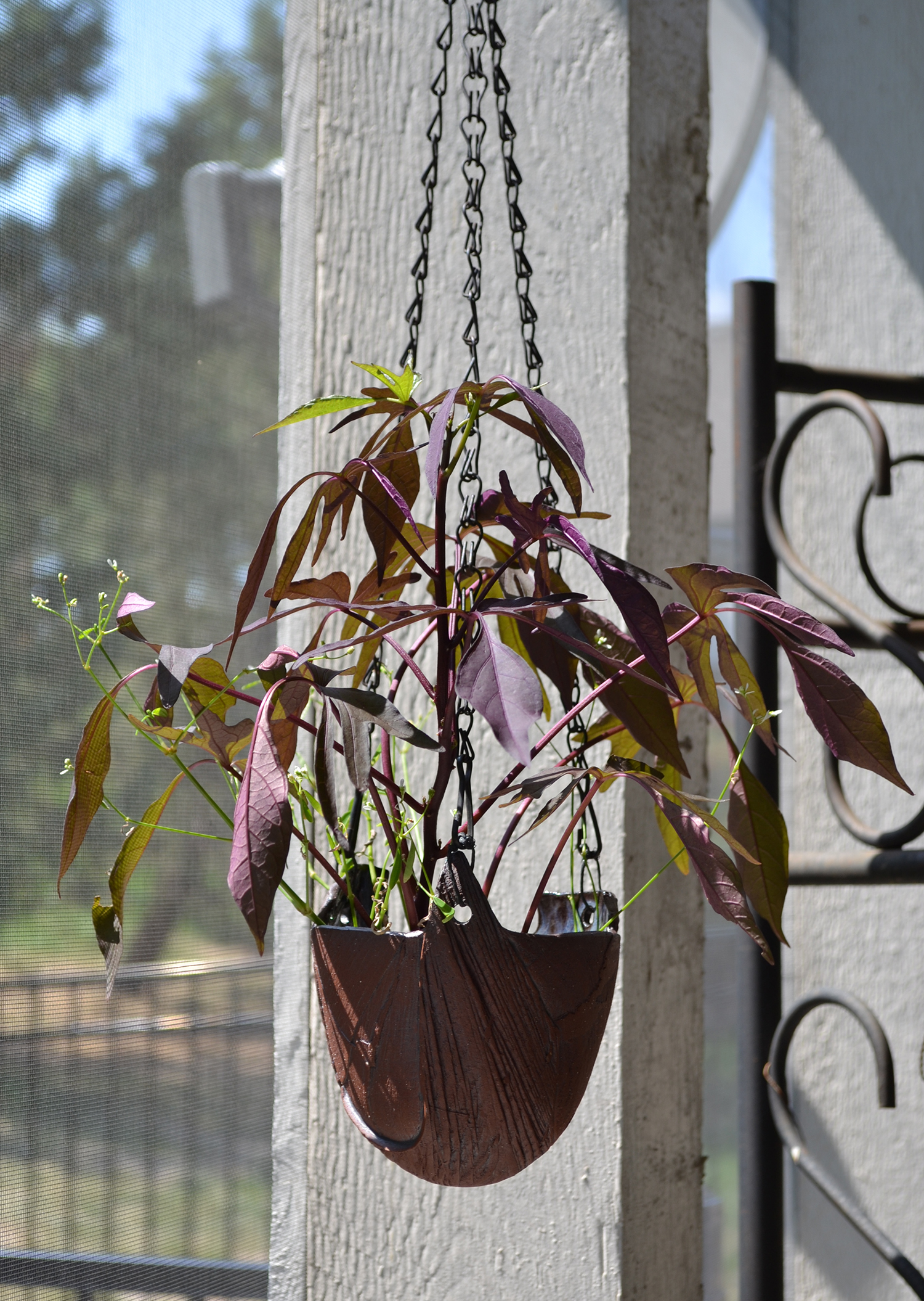 Hanging Vessel with Sweet Potato Vine