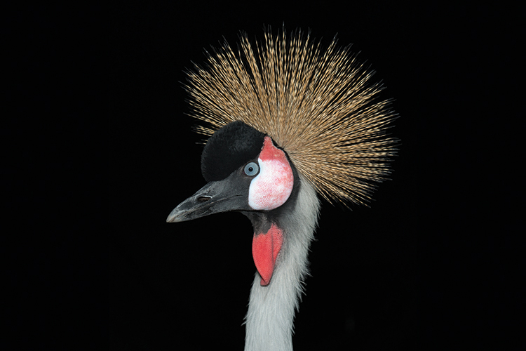 East African Crown Crane