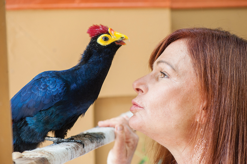 Raffin and Amadeus, a Lady Ross turaco