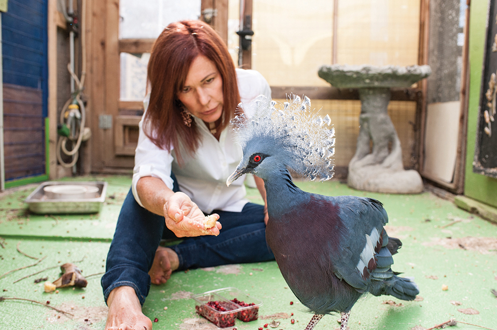 Raffin feeds a Victoria Crowned pigeon.