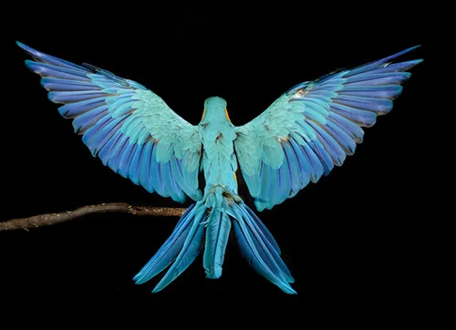 Blue and Gold macaw