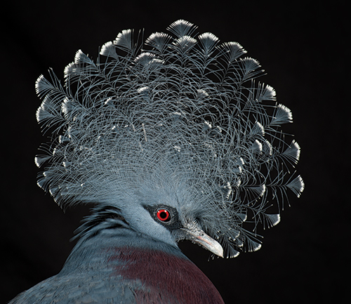 Victoria Crowned pigeon