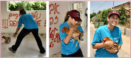  Yafit, Hakol Chai's mobile clinic assistant, rescuing a chicken in Gaza.&nbsp; (photo  by Avi Hirschfield)   