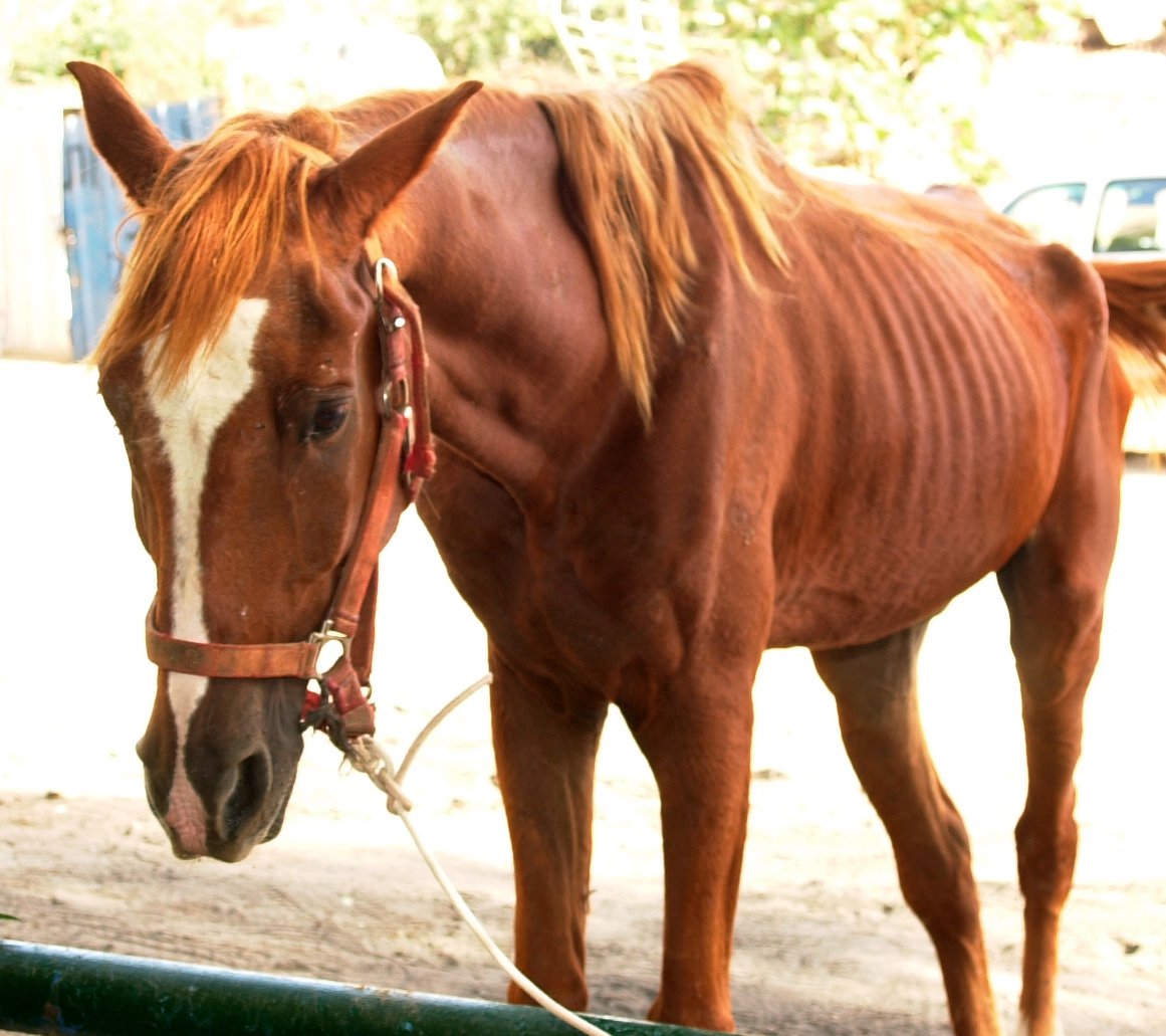An emaciated horse in Israel.