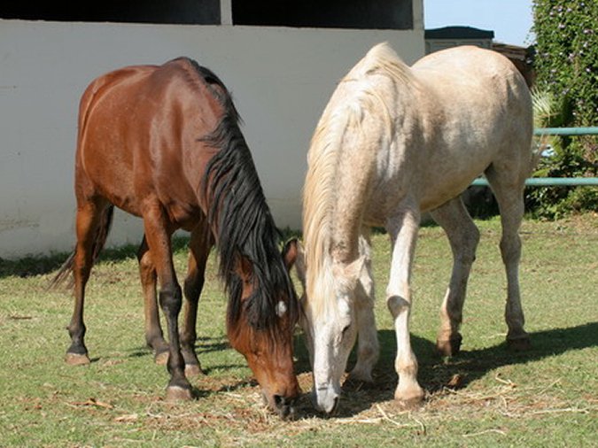  Saturday and Shai, two rescued horses. 