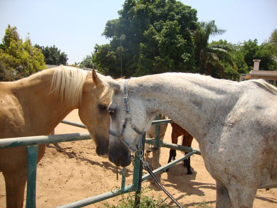 Saturday, a rescued horse, recovered.