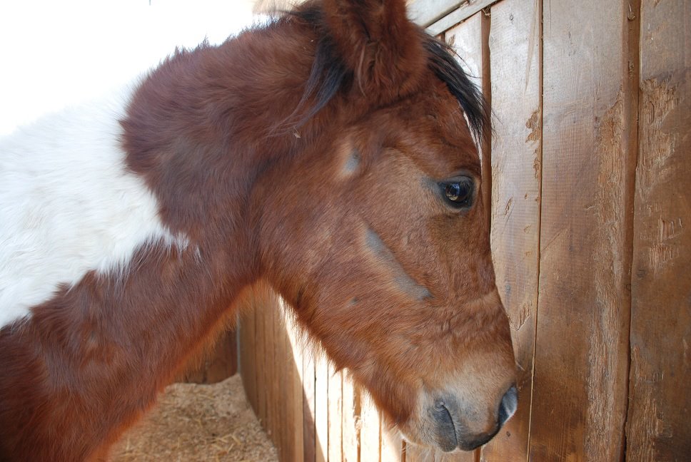  Joey, a starved and neglected horse that was rescued by Hakol Chai in 2012. 