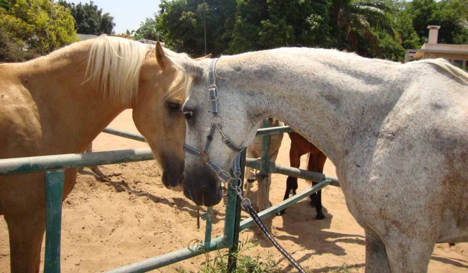 Saturday, a horse rescued by Nina Natelson's organization CHAI - Concern for Helping Animals in Israel.
