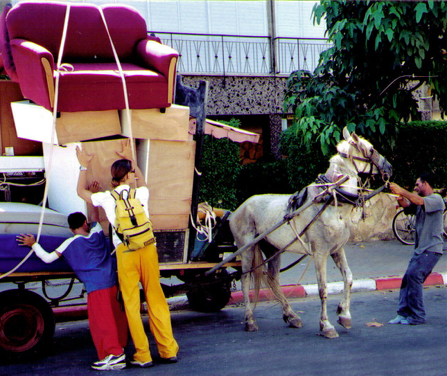  CHAI succeeded in having horse carts banned on city streets in Israel.&nbsp; 