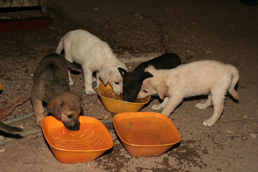  Puppies rescued from a warzone in the north. 