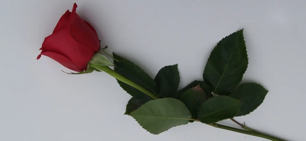 rose-2567126_1920.jpg