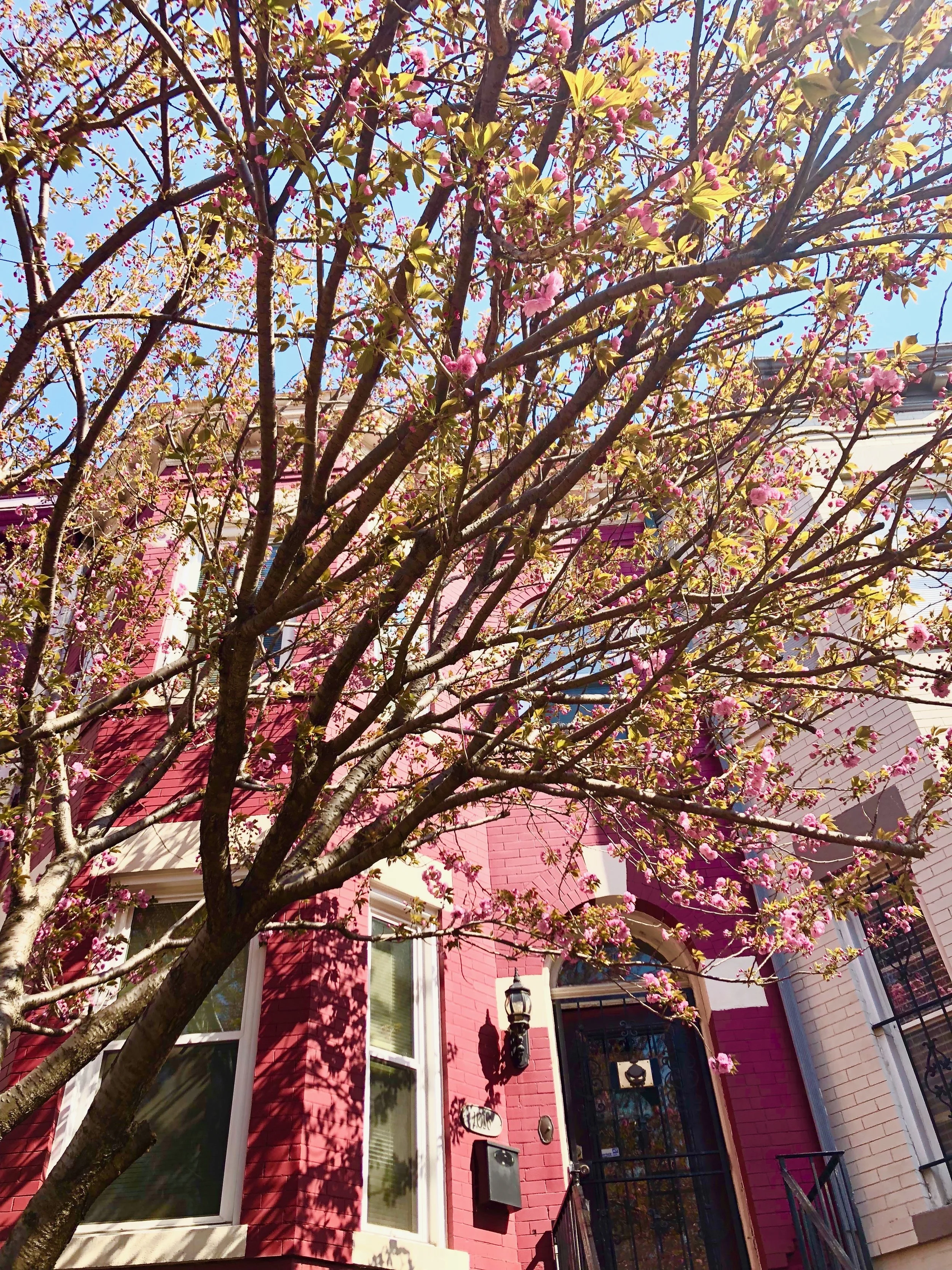 Building Shalom Bayit as a DC Twenty-Something