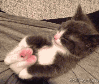 giphy.gif
