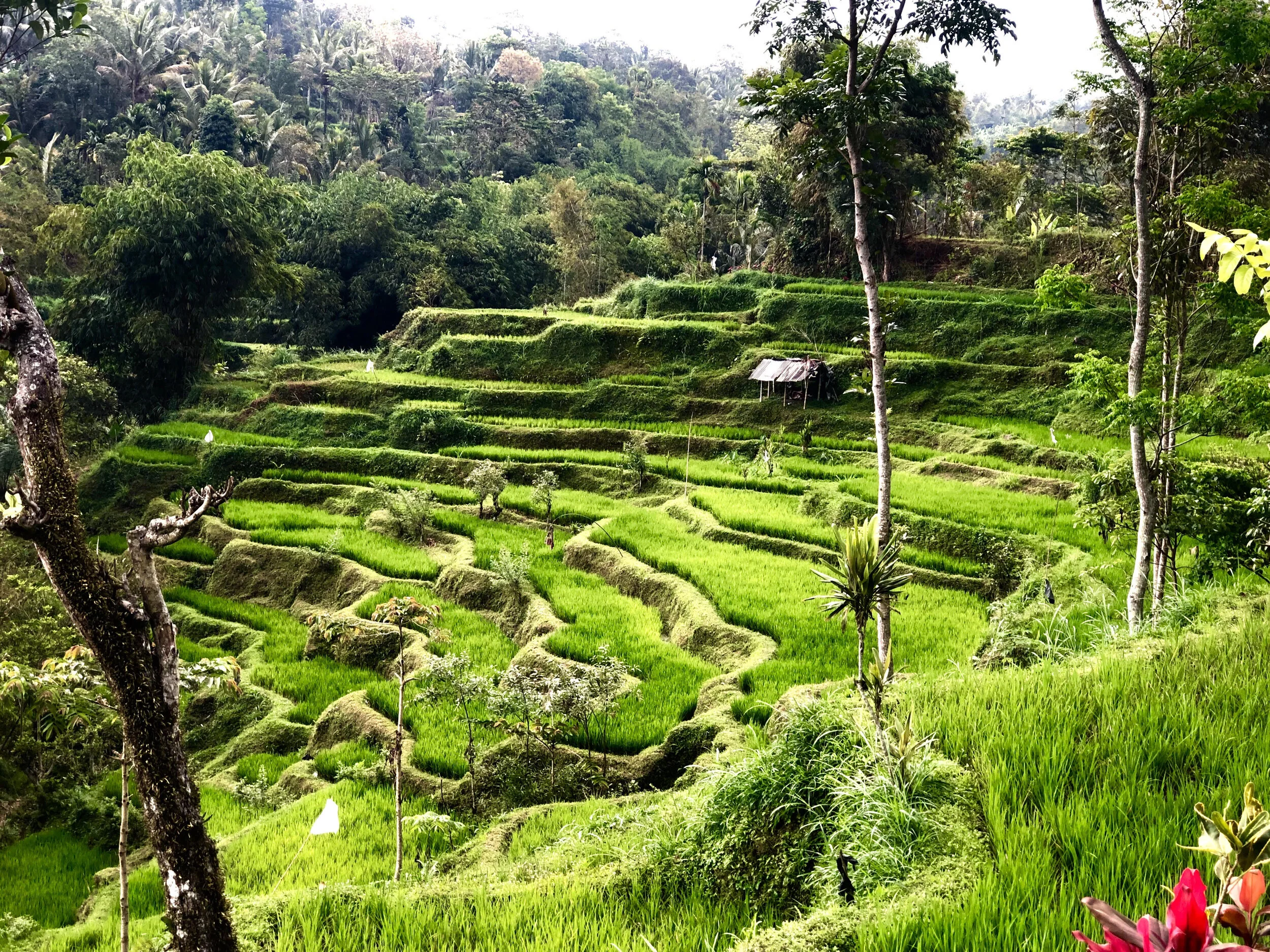 Tetebatu rice terrace lombok