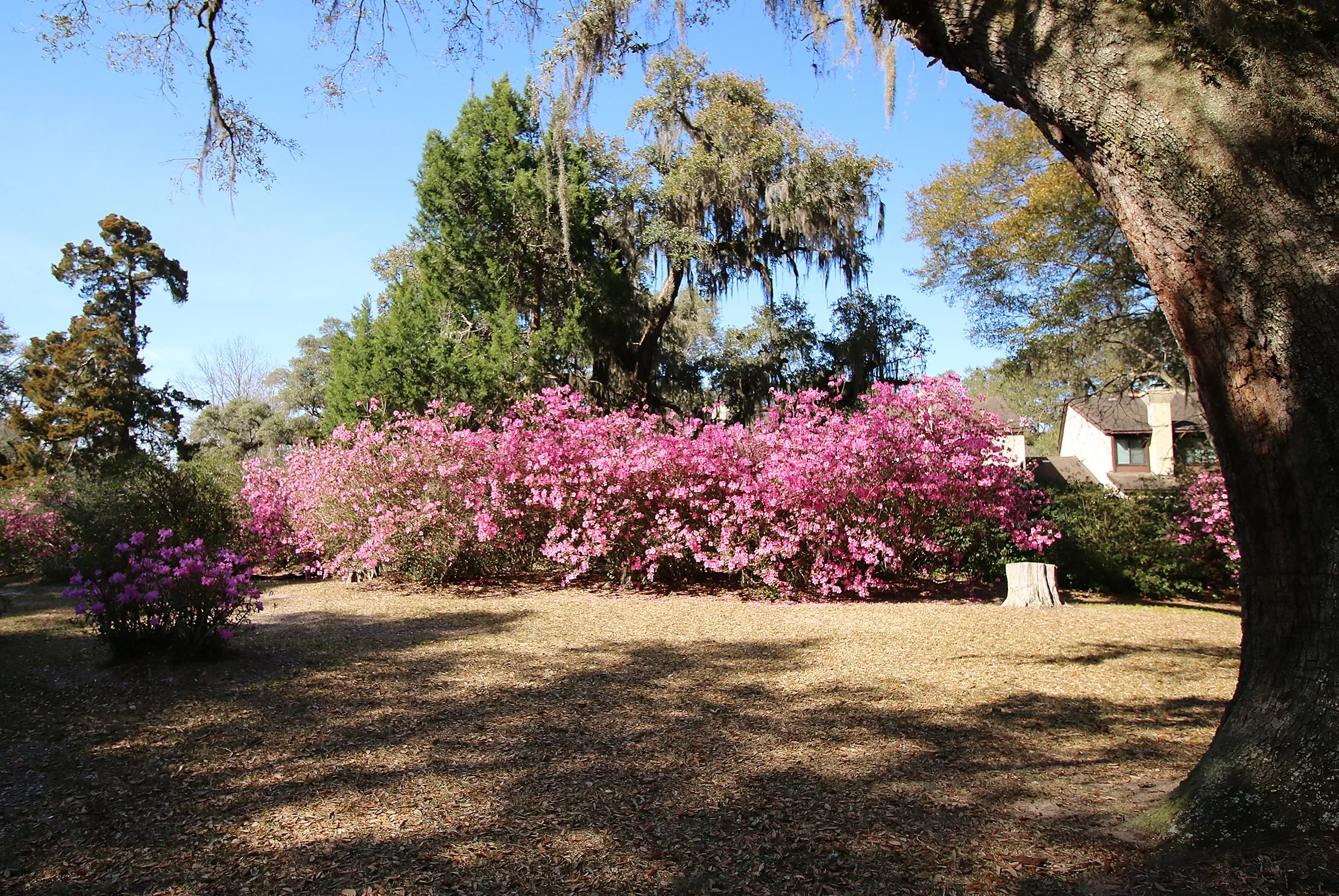 azaleas 6x9.jpg