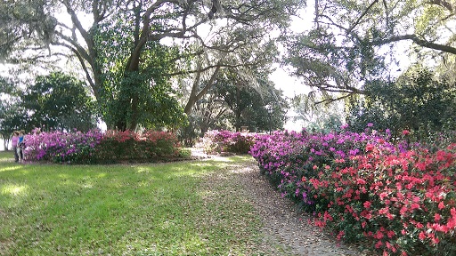 Azaleas.jpg