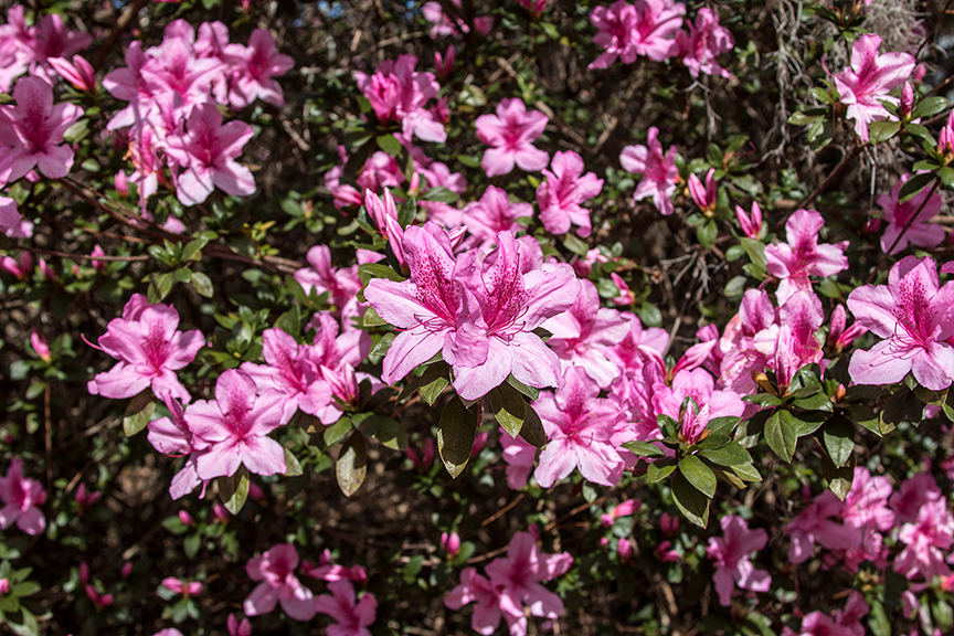 azaleas3.jpg