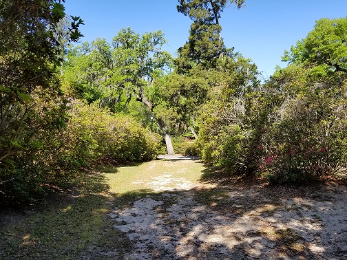 Imagine your guests walking from the shuttle drop-off to the shady lawn entrance when these azaleas are in bloom.