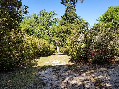   Imagine your guests walking from the shuttle drop-off to the shady lawn entrance when these azaleas are in bloom.  