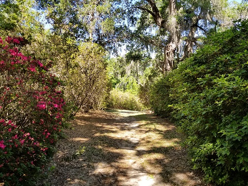 Azalea Allée under live oak canopy