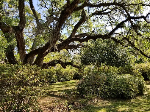 Moss-draped live oaks offer dramatic wedding photo scenes