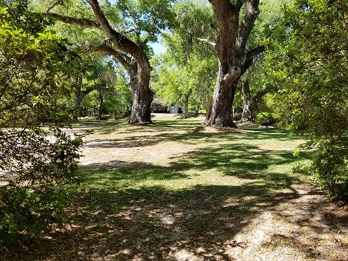 Photographers love the contrast interest provided by stately live oaks.