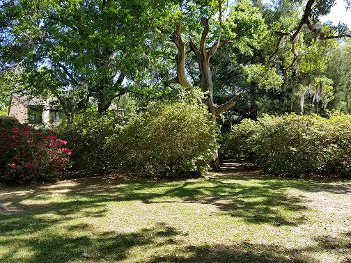   Heirloom azaleas imported from Asia in the nineteenth and twentieth centuries are taller than the tallest NBA players and frame the shaded lawn.  