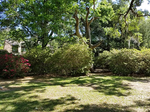 Heirloom azaleas imported from Asia in the nineteenth and twentieth centuries are taller than the tallest NBA players and frame the shaded lawn.
