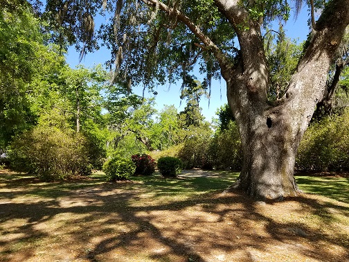 RCC Shady Lawn 3.jpg