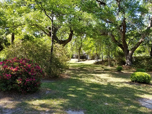   More lowcountry beauty in our midst, along the azalea all é e leading to the shady lawn.  