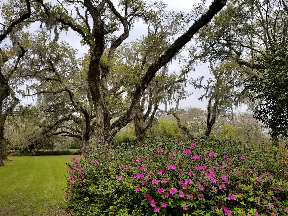 trees&azaleas.jpg