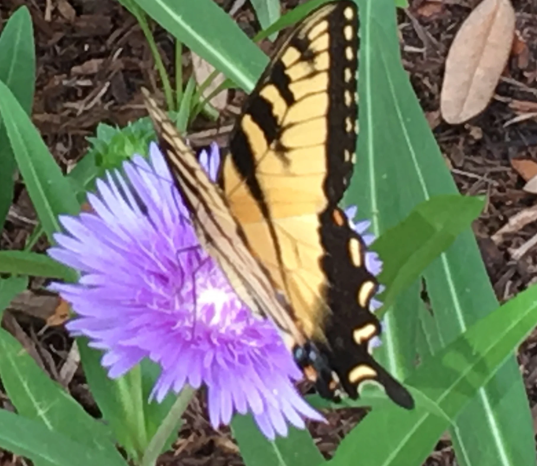 MiriamButterfly.jpg