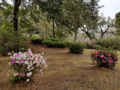 Rice Canal Azaleas.jpg