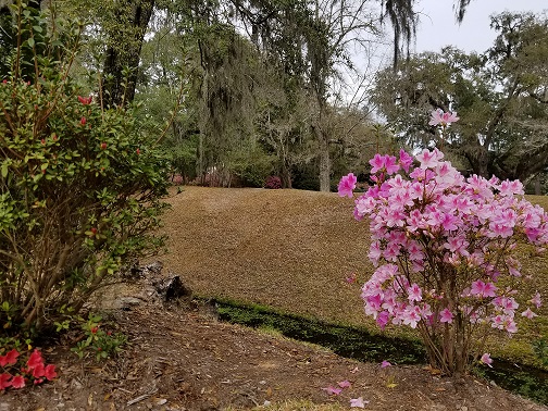 Rice Canal Azaleas 2.jpg