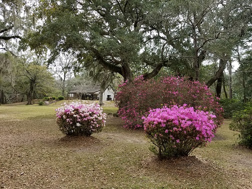 Shady Lawn Azaleas.jpg
