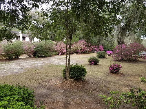 Shady Lawn Azaleas 2.jpg