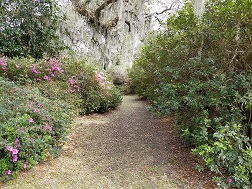 Azalea allee.jpg