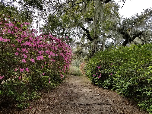 Azalea allee3.jpg