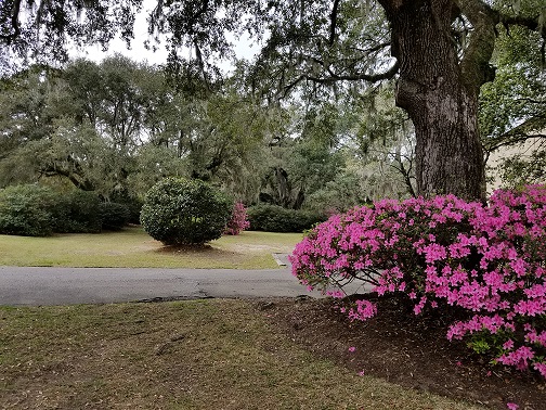 Finch Dr Azaleas.jpg